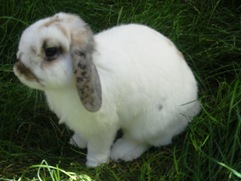 Dwarf Lop in garden