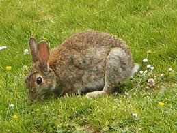 Wild Rabbits Seldom Live Longer Than A Year And Graze Close To Their Warren