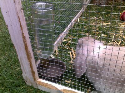 Homemade Gravity Rabbit Feeders / Waterers