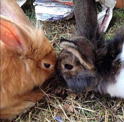 Norman and Mia, lion head rabbits <3