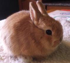 polish dwarf rabbit