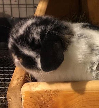 New Holland lop with no name yet!