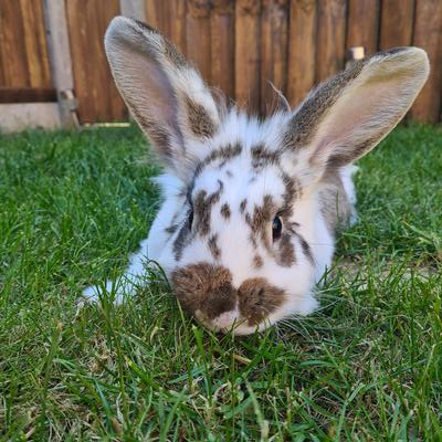 What breed is my rabbit please?